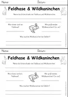 Vorschau - Arbeitsblätter - Feldhase & Wildkaninchen Sachtext & Arbeitsblatt - Seite 3