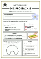 Vorschau - Arbeitsblätter - Die Sprossachse – Experiment zu Wassertransport und Kapillarkraft - Seite 2