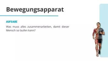 Vorschau - Präsentationen/Tafelbilder - Sportbiologische Grundlagen ⎮ Bewegungsapparat - Präsentation für Klasse 10 bis 13 - Seite 2