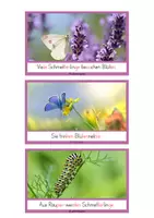 Vorschau - Text - Schlaumeier-Heftchen: Schmetterlinge (Lesen auf Satzebene, Silbenschrift) - Seite 3