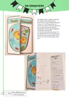 Vorschau - Arbeitsblätter - Tierzelle und Pflanzenzelle im Vergleich - Seite 1
