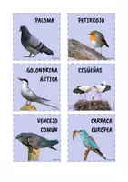 Vista previa - Fichas informativas / Documentos de lectura - AVES MIGRATORIAS - página 3