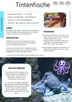 Vorschau - Arbeitsblätter - Kraken & Tintenfische - Seite 2