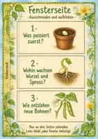 Vorschau - Arbeitsblätter - Fensterbuch Bohnenpflanze Sachunterricht Klasse 2 und 3 - Seite 3