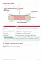 Vorschau - Arbeitsblätter - Skelett und Knochen – Biologie 5/6 - Seite 3