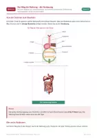 Vorschau - Arbeitsblätter - Verdauung – Biologie Klasse 5/6 - Seite 1
