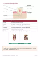 Vorschau - Arbeitsblätter - Zähne und Zahnpflege – Biologie Klasse 5/6 - Seite 3