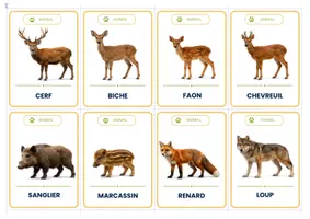 Aperçu - Cartes / Images - Les animaux de la forêt - 32 Cartes de vocabulaire illustrées – Maternelle - Page 3