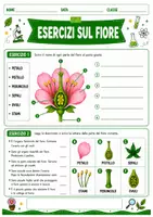 anteprima - Esercizi - Dal fiore al frutto schede didattiche - Pagina 2