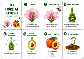 anteprima - Altro tipo di materiale - Dal fiore al frutto - Libretto da costruire - Pagina 1