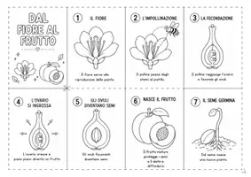 anteprima - Altro tipo di materiale - Dal fiore al frutto - Libretto da costruire - Pagina 2