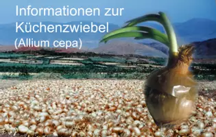 Vorschau - Arbeitsblätter - Informationen zur Küchenzwiebel - Deckblatt