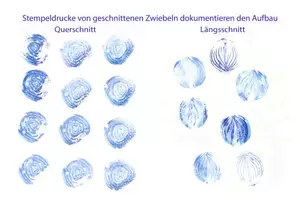 Vorschau - Arbeitsblätter - Informationen zur Küchenzwiebel - Seite 3