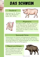Vorschau - Arbeitsblätter - Schweine Arbeitsblätter - Seite 3
