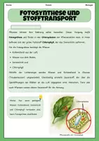 Vorschau - Stundenentwürfe - Fotosynthese und Stofftransport | Unterrichtsreihe "Ökosystem Wald", Biologie Klasse 7/8 | Best of Eduki - Seite 2