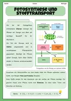 Vorschau - Stundenentwürfe - Fotosynthese und Stofftransport | Unterrichtsreihe "Ökosystem Wald", Biologie Klasse 7/8 | Best of Eduki - Seite 3