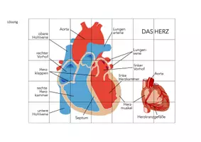 Vorschau - Spiele - Herz Anatomie – Puzzle - Seite 3