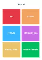 Vista previa - Hojas de trabajo - 🧡Mini-lapbook del aparato digestivo🧡 - página 2