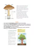 anteprima - Compiti in classe/Test - CLASSIFICAZIONE DEGLI ESSERE VIVENTI - Pagina 1