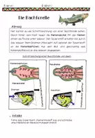 Vorschau - Arbeitsblätter - Materialspäti Merkmale Fische Unterrichtsreihe - Seite 2