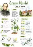 Vorschau - Arbeitsblätter - Lernposter + Arbeitsblätter zum Thema "Gregor Mendel" + Lösung & MP3 + Mindmap + Infografik - Deckblatt
