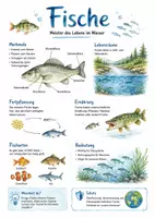 Vorschau - Arbeitsblätter - Lernplakat + Arbeitsblätter zum Thema "Fische" + Lösung & MP3 + Mindmap + Infografik - Deckblatt