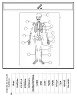 Vista previa - Hojas de trabajo - flipbook aparell locomotor cicle mitjà català - página 3