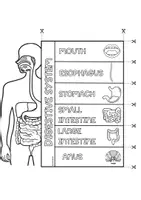 Vista previa - Hojas de trabajo - DIGESTIVE SYSTEM LAPBOOK - página 1