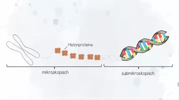 Vorschau - Präsentationen/Tafelbilder - Genetik: DNA und RNA | Biologie 12 | fertige Unterrichtsstunde | sofort einsetzbar - Seite 3