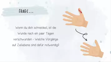 Vorschau - Unterrichtsreihen - Genetik: Zellzyklus, Proteinbiosynthese | Biologie 12 | fertige Unterrichtsstunden | sofort einsetzbar - Seite 1