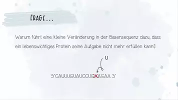Vorschau - Arbeitsblätter - Genetik: Proteine | Biologie 12 | 2 fertige Unterrichtsstunden | sofort einsetzbar - Seite 3