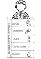 Vista previa - Hojas de trabajo - CIRCULATORY SYSTEM LAPBOOK - página 1