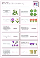Vorschau - Stundenentwürfe - Genetik: Klassische Vererbung im Komplettpaket, Mendel bis Stammbaumanalyse (Biologie, Oberstufe) - Seite 3