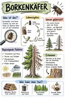 Vorschau - Arbeitsblätter - Lernposter + AB mit Fragen zum Thema "Borkenkäfer" + Lösungsblatt + Infografik - Deckblatt