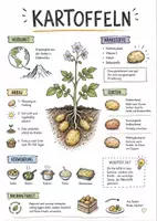 Vorschau - Arbeitsblätter - Lernposter + AB mit Fragen zum Thema "Kartoffel" + Lösungsblatt + Mindmap + Infografik - Deckblatt