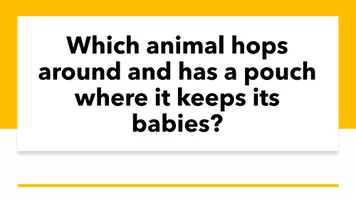 Vorschau - Spiele - Trivia Game: Animals (Presentation; More!2 Unit 4) - Seite 2