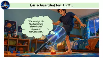 Vorschau - Stundenentwürfe - Aktionspotential – Ionentheorie & Ablauf | Interaktive Stunde Oberstufe mit Präsentation, Arbeitsblättern, Simulation & Lösungen - Seite 2