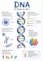 Vorschau - Arbeitsblätter - Lernposter + Arbeitsblätter zum Thema "DNA" + Lösung & MP3 + Mindmap + Infografik - Deckblatt