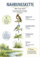 Vorschau - Arbeitsblätter - Lernposter + AB mit Fragen zum Thema "Nahrungskette" + Lösungsblatt + Infografik - Deckblatt