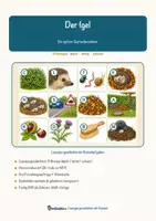 Vorschau - Mal- und Bastelvorlagen - Der Igel – Lesespurgeschichte mit Rätselaufgaben (Klasse 6) - Seite 1