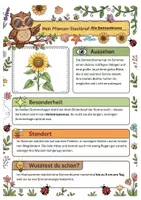 Vorschau - Arbeitsblätter - Pflanzen im Sommer – XXL Materialpaket (16 Pflanzen, Steckbriefe, Ausmalbilder, Präsentation) - Seite 3