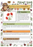Vorschau - Arbeitsblätter - Pflanzen im Sommer – XXL Materialpaket (16 Pflanzen, Steckbriefe, Ausmalbilder, Präsentation) - Seite 3