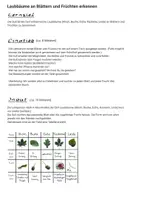 Vorschau - Stundenentwürfe - fertige Stunde: Laubbäume an Blatt und Frucht erkennen - Seite 1