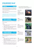 Vorschau - Stundenentwürfe - Kostenlos: Stundenentwurf "Tiere im Zoo" - Seite 3