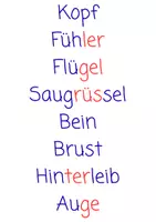 Vorschau - Spiele - Körperteile Puzzle Schmetterling - Seite 1