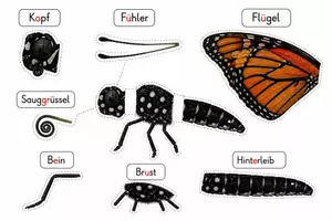 Vorschau - Spiele - Körperteile Puzzle Schmetterling - Deckblatt