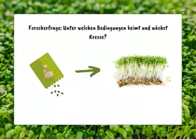 Vorschau - Arbeitsblätter - Keimung & Wachstum von Kresse – Schülerexperimente mit Protokoll | Biologie Klasse 5/6 - Seite 2