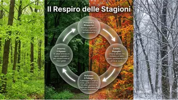 anteprima - Schede informative - La foresta temperata - Pagina 3