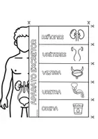 Vista previa - Hojas de trabajo - LAPBOOK DEL APARATO EXCRETOR - página 1