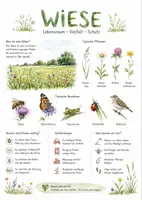 Vorschau - Arbeitsblätter - Lernposter + Arbeitsblatt "Wiese" + Onlineübung & MP3 + Mindmap + Infografik - Deckblatt